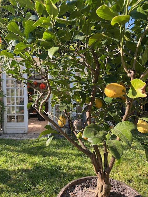 Comment entretenir votre citronnier à la maison